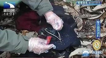 偷情难降落,揭秘情感纠葛的挣扎与抉择