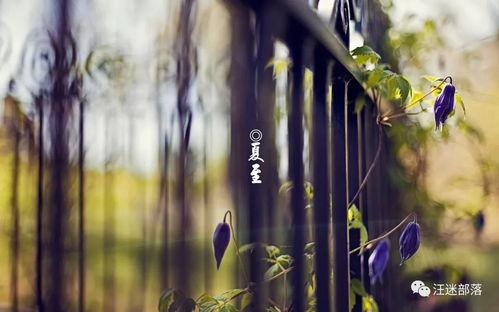 夏至吻落时,浪漫时光里的青春印记