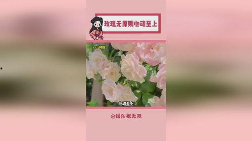玫瑰无原则心动至上