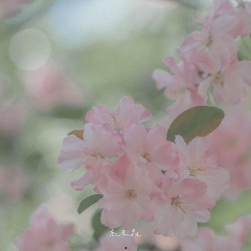 玫瑰无原则心动至上